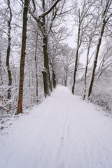 Fototapeta premium A snow‑covered path between trees with footsteps in winter.