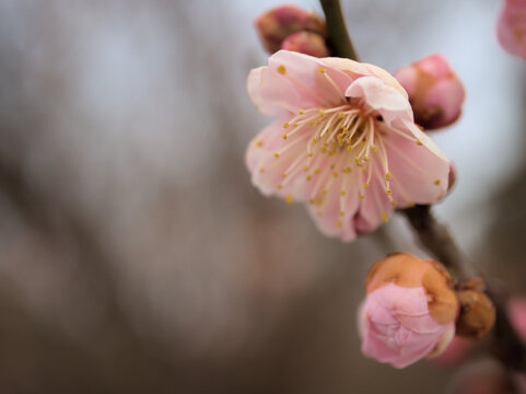 晴れた2月に美しく咲いた紅い梅の花「難波紅（ナニワコウ）」