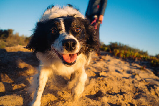 Happy Border Collie running on sandy terrain at sunset