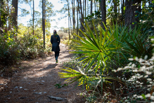 Hiking through palmettos 2