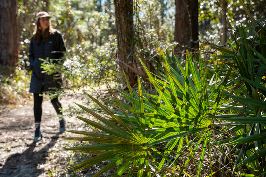 Hiking through palmettos 3
