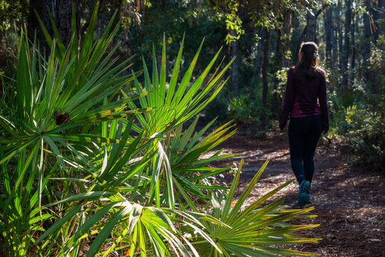 Hiking through palmettos 4