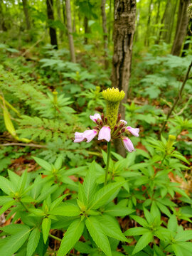 Paisajes del bosque templado - helechos del bosque - helechos - bosque plantas - plantas del bosque