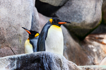 Two king penguins stand on rocky terrain, their sleek black and white feathers contrasting with the gray stones. Yellow and orange markings on their necks and beaks add a vivid touch to the scene © Leilani