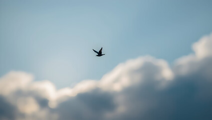 Fototapeta premium Bird in Flight Against Blue Sky and Soft Cloud Background