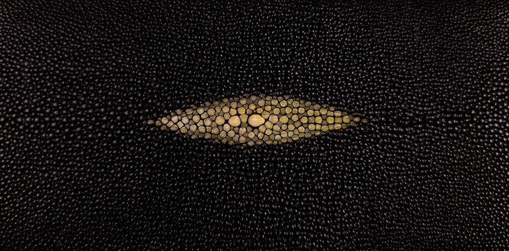 Luxury Stingray Leather Texture Macro Background, Natural Shagreen Skin Pattern with Organic Pebble Surface