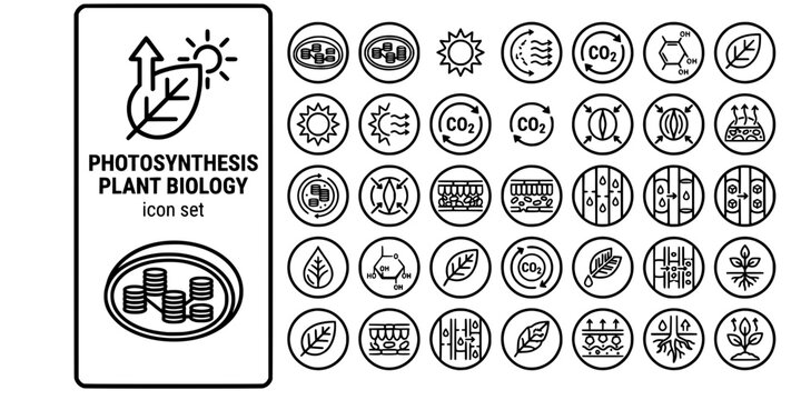 Photosynthesis Plant Biology Bold Line Icons-Chloroplast Light Reaction Calvin Cycle Glucose Stomata Xylem Phloem Leaf-25 Photosynthesis Icon Set Vector - Plant Biology Icons