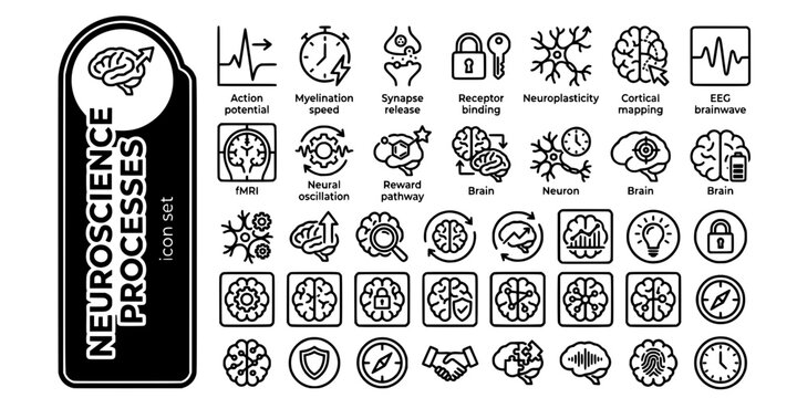 Neuroscience Processes Bold Line Icons-Action Potential Myelination Synapse Vesicle Receptor Neuroplasticity EEG fMRI Neural Oscillation-25 Neuroscience Icon Set Vector - Brain Process Icons