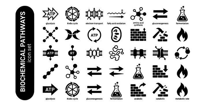 Biochemical Pathways Bold Line Icons-Glycolysis Krebs Cycle Electron Transport Fatty Acid Amino Acid Gluconeogenesis Fermentation-20 Biochemical Pathways Icon Set Vector - Metabolism Icons
