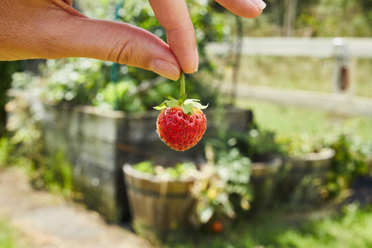 Homegrown Strawberry