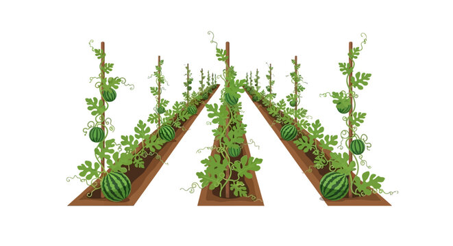 Watermelon Farm Rows Growing.