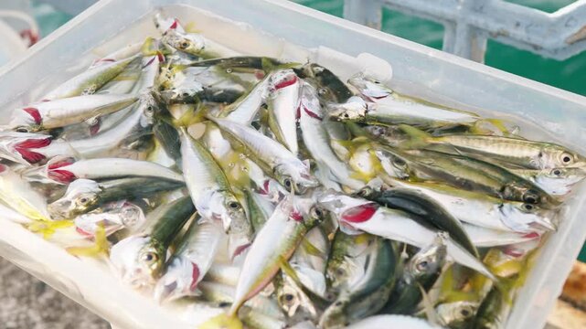 Fresh Small Fish Catch in Plastic Tub on Pier After Coastal Fishing Trip, Market Seafood Supply