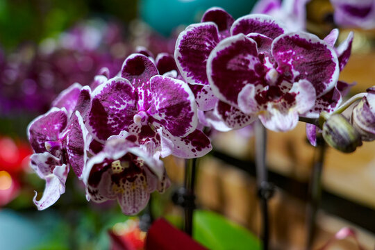 Orchids are in full bloom, colorful and vibrant