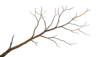 Dead dry tree branch isolated on white with clipping path