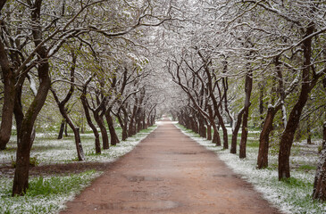 Fototapeta premium Trees covered with fresh white snow in early spring garden. 
