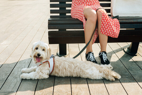 A white curly mongrel dog with a harness next to his owner