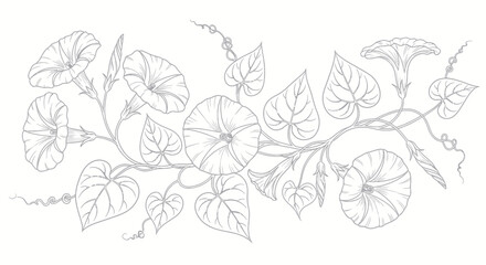 Decorative Morning Glory Vine with Flowers and Leaves - Line Art Illustration