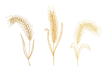 Set of hand drawn cereal wheat oat rye barley rice ears spikelet clipart Organic wheat bread agriculture farming harvest healthy food Single element for design print packaging label decor
