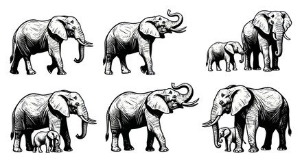 Elephant Family Illustration Set: Mother and Baby Elephants, Sketch Style © Salon
