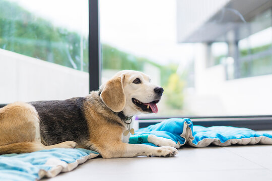 Beagle dog resting on its bed by window with bandaged paw