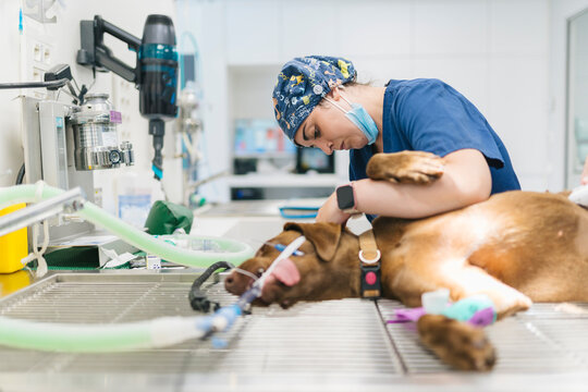 Veterinarian comforting dog during surgery in veterinary clinic