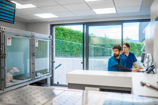 Veterinarians using computer in modern clinic with dog resting