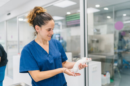 Veterinarian holding a white rat in a laboratory