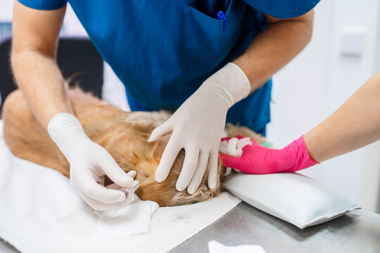 Veterinarian injecting microchip to dog in clinic