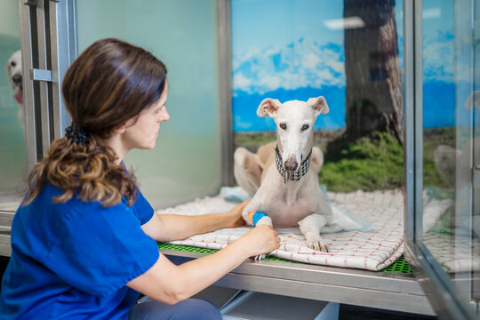 Veterinarian bandaging injured leg of greyhound dog in clinic