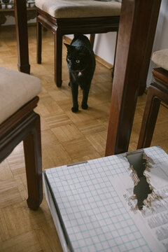 Black Cat Standing Near Torn Cardboard Box