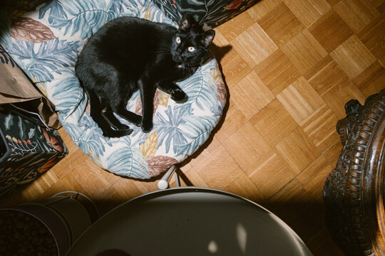 Black Cat Resting on Cushion