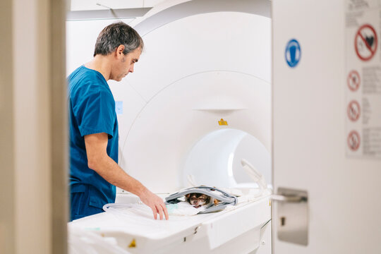 Veterinarian preparing chihuahua for MRI scan in veterinary clinic