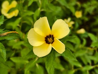 Damiana flowers are blooming in the morning