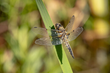 dragonfly on a leaf 