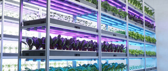Modern Vertical Farm Interior with Rows of Leafy Greens Growing Under Pink and Blue LED Grow Lights on Multi-Level Shelving Units, Sustainable Indoor Agriculture and Hydroponic Food Production.