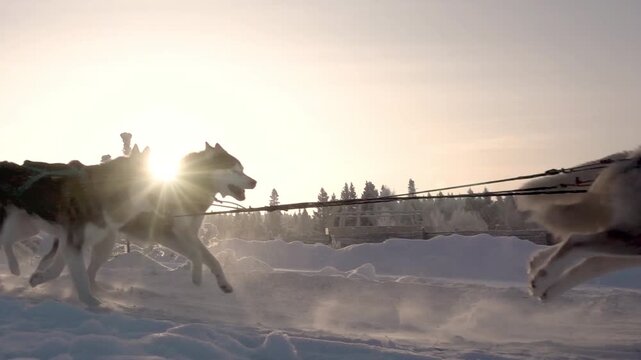 Dog Sledding Adventure With Huskies in Snowy Winter Loop