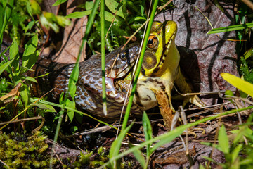 Fototapeta premium robust predator water snake nerodia sipedon predating large light almost yellow colored bull frog close-up