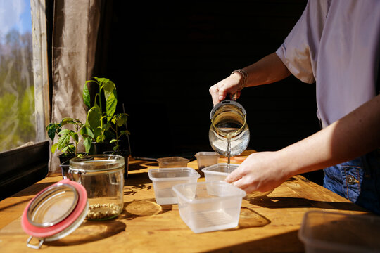 The gardener plants the seeds