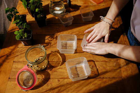 Gardener's hands are close up preparing seeds for planting in th