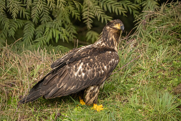 Juvenile bald eagle 