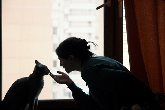 Cat interacts playfully with owner at home near a window 