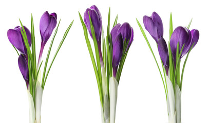 Fototapeta premium Purple crocus flowers isolated on white, set