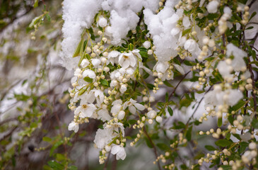Fototapeta premium Close-up of flowers blooming in a garden during a sudden late spring snowfall.