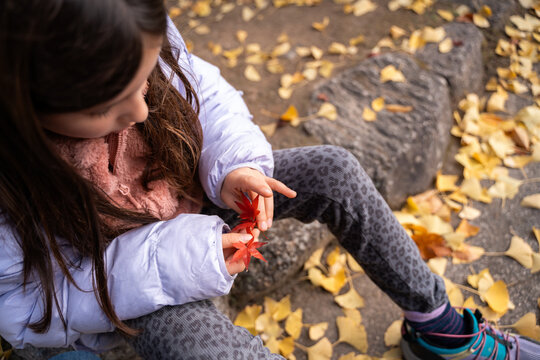 Child Holding Red Maple Leaves. Autumn Japan