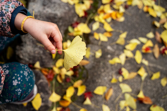 Child Holding Ginkgo Leaf. Autumn Japan