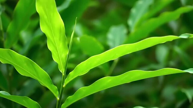 Closeup of green leaves in natural setting.