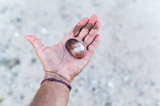 Hand holding seashell on sandy beach, Indonesia