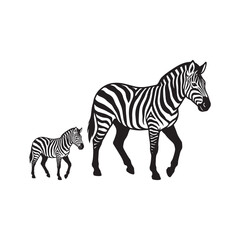 Obraz premium Black and White Zebra Mother and Baby Illustration African Safari Wildlife Design