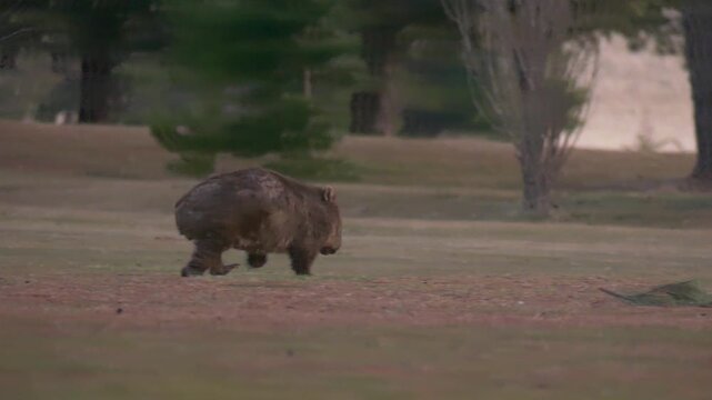 Wombat with mange slowly running across open field