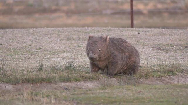 Wombat with mange eating and sitting by itself